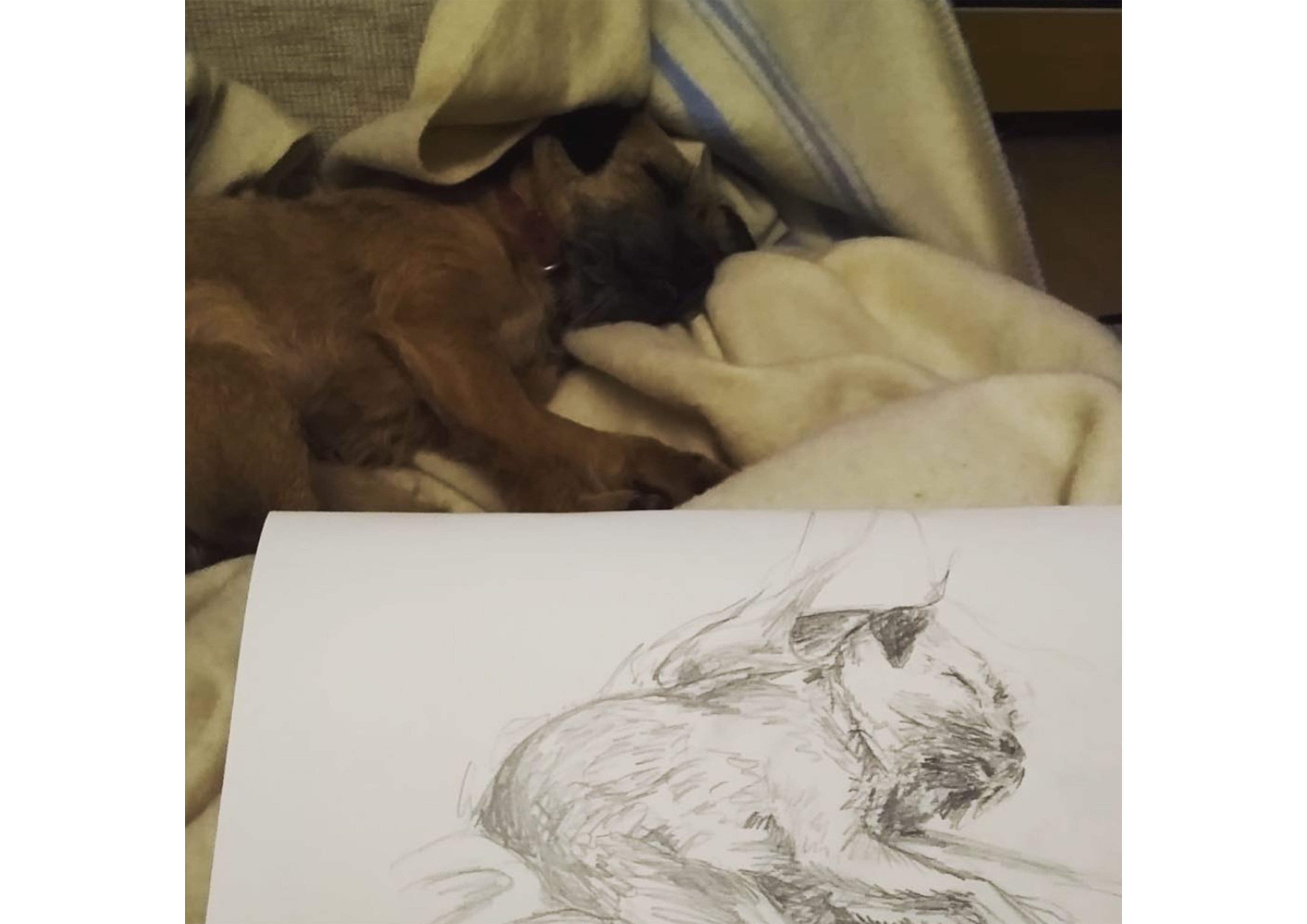 Frankie